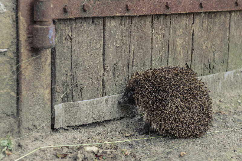 Hedgehogs may feel trapped without access to other gardens (iStock/PA)