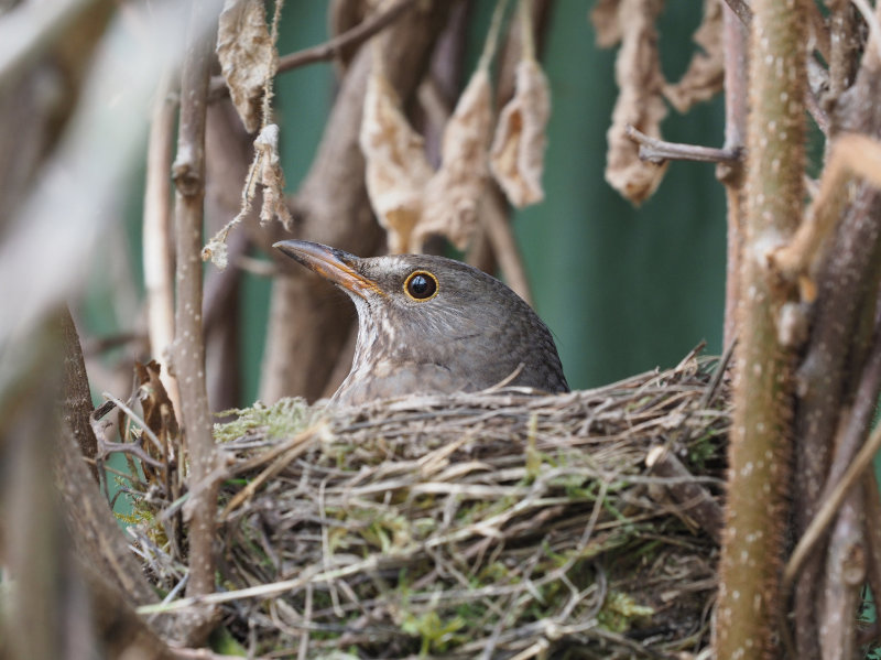 Don’t disturb nesting birds while maintaining a wildlife-friendly garden (iStock/PA)
