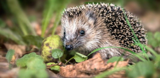 How to build a wildlife-friendly garden guide for World Wildlife Day
