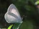Holly blue butterfly
