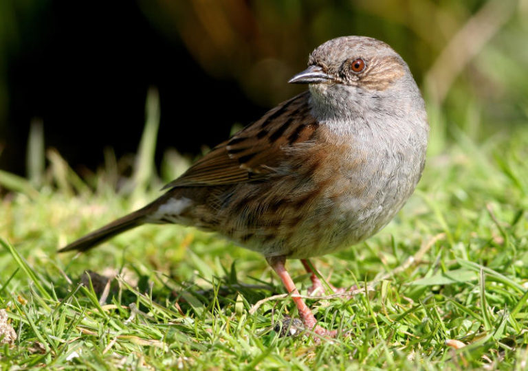 10 Most Common Garden Birds In The Uk How To Identify Each Bird ...