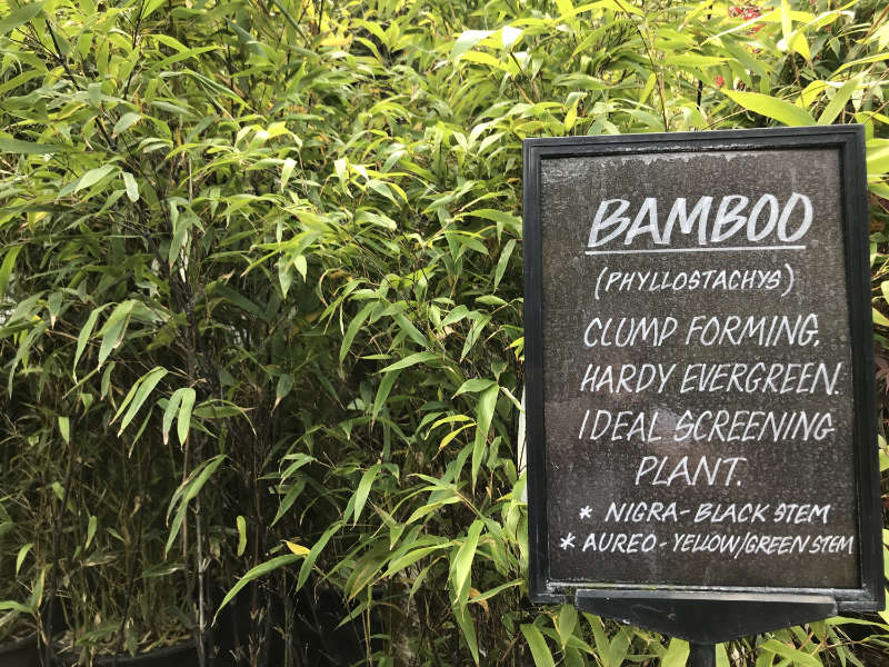 Garden screening ideas bamboo