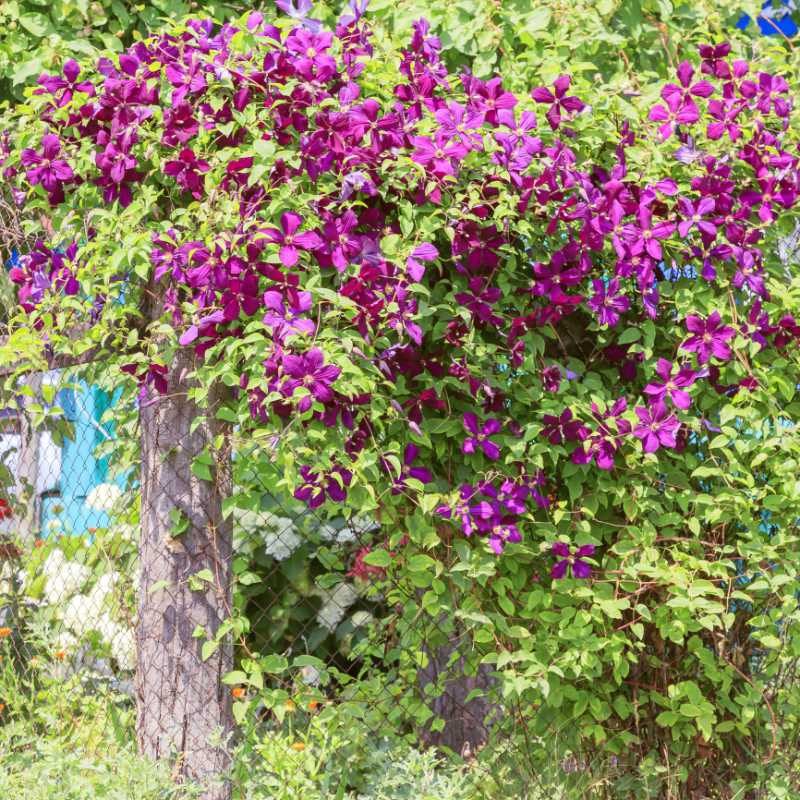 Flowering purple clematis flower makes for colourful screening.