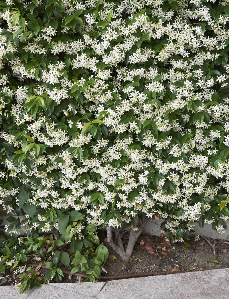 Trachelospermum jasminoides in bloom