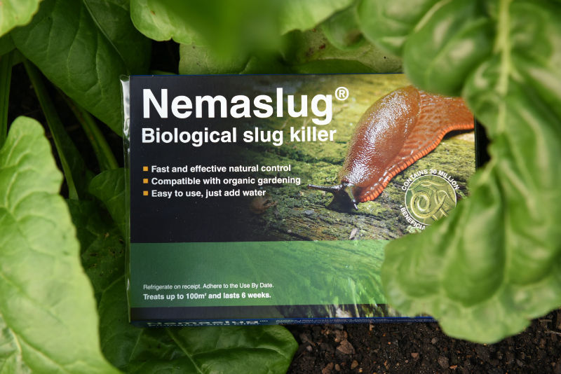 How to get rid of slugs Nemaslug