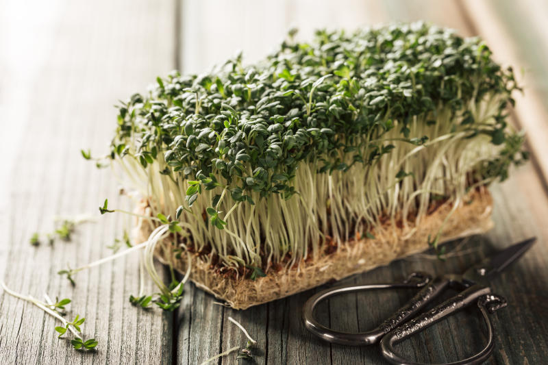 Cress is perfect in sandwiches and on salads.