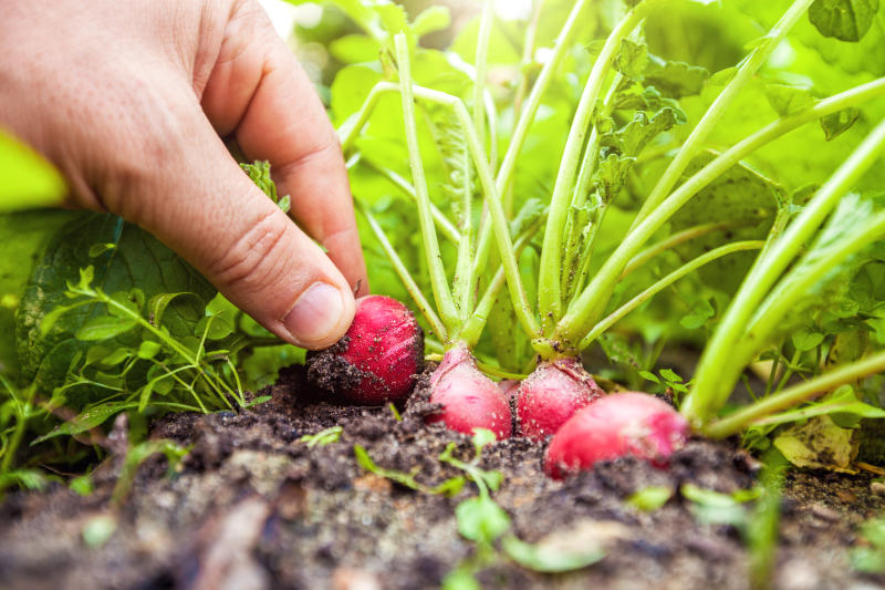 Radishes offer quick results when growing veg at home.