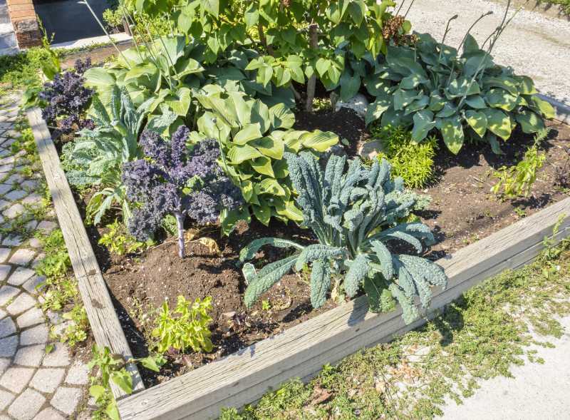 Make use of raised beds when growing a veg patch.