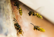 Household pests Wasps Causing Problem By Building Nest Under Roof Of House