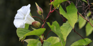How to get rid of bindweed (Convolvulus arvensis) guide