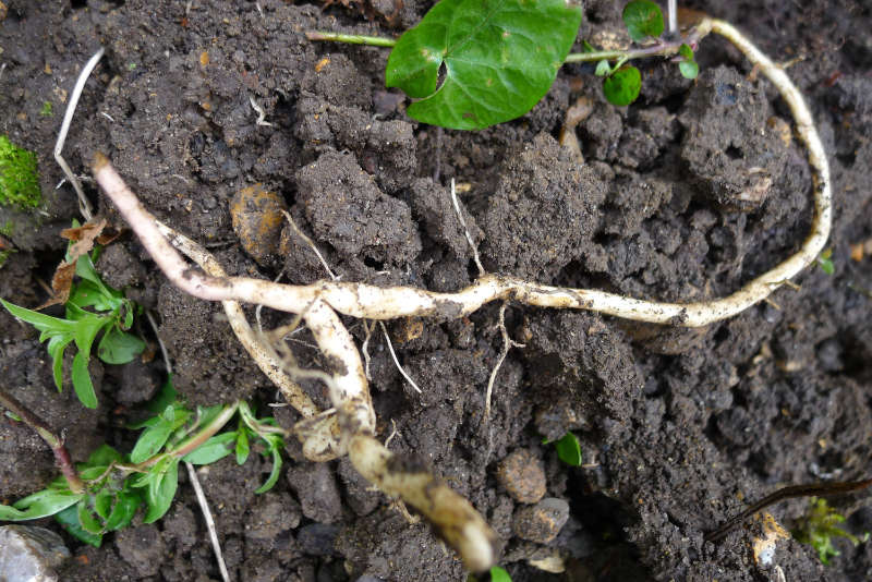 Bindweed (Convolvulus arvensis) root (Hannah Stephenson/PA)