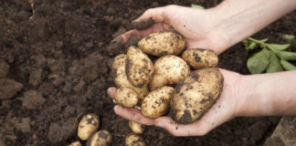 Protect your potato crop Gardener with a handful of freshly harvested potatoes