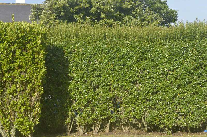 Create a windbreak with hedging. (Ben Birchall/PA)