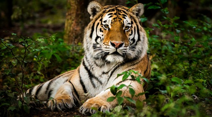 Tiger picture quiz
