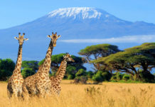 Virtual days out African safari