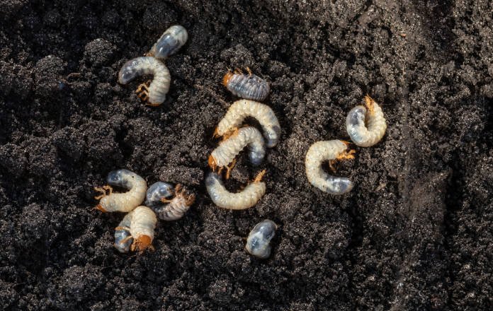 Chafer grubs are a target for nematodes (iStock/PA)
