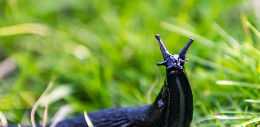 How to get rid of slugs - Slug in the grass in a garden