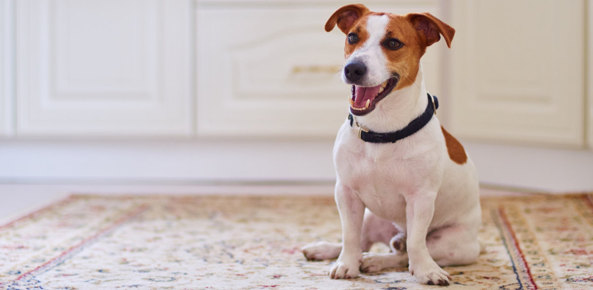 How to keep pets happy and healthy – Wise Living Magazine