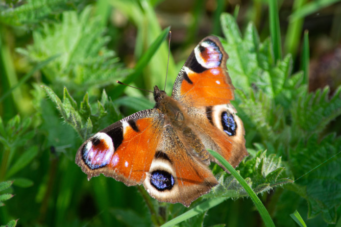 Butterfly on nettles