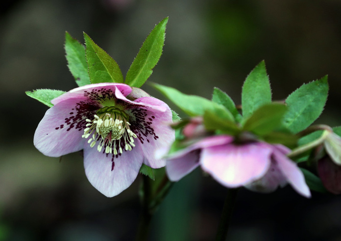 A Hellebores flower blooms in the mild weather at Leeds Castle in Kent. 