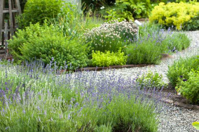 Fragrant herbs and lavender