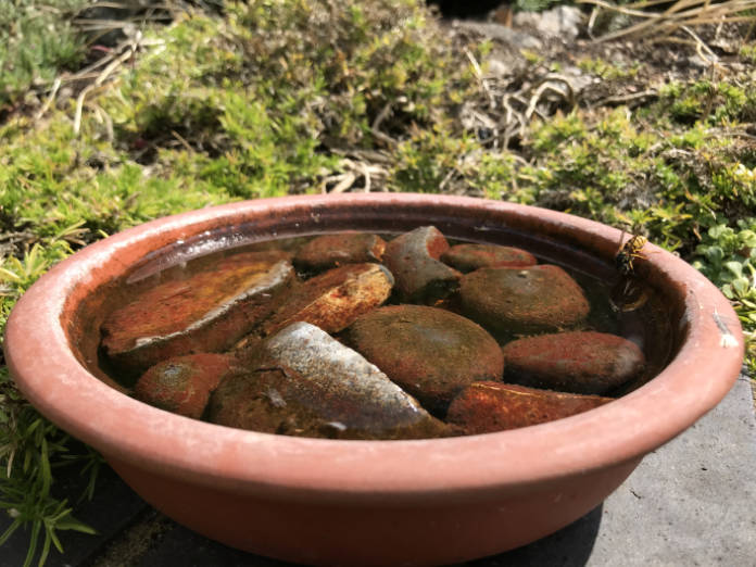 Saucer of water in garden