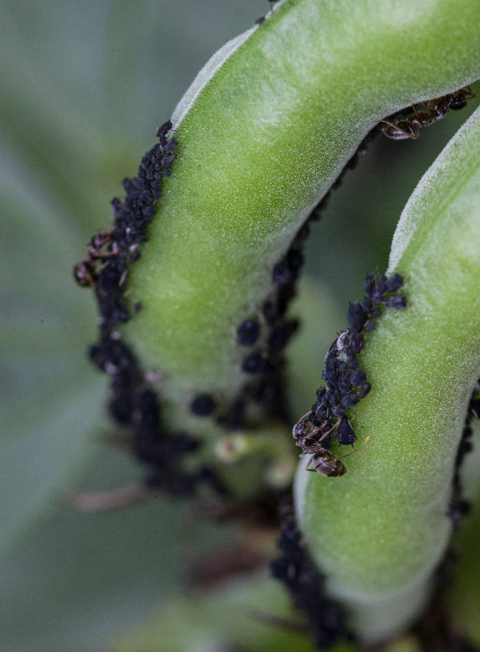 Ants on a broad bean