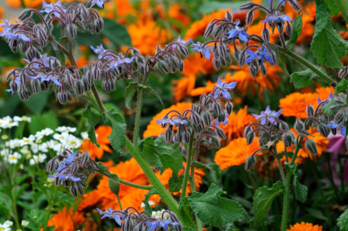 Combine borage and pot marigolds in a herb garden