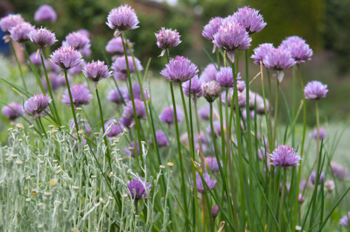 Chives have health-boosting properties