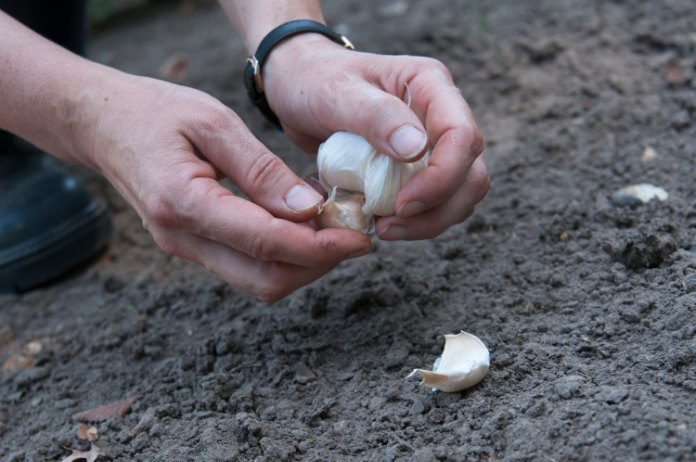 Plant garlic to ward off pests 
