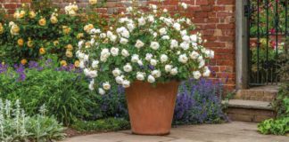 Good summer plants for pots guide - Rosa ‘Desdemona’ (David Austin/PA)