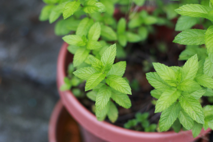Growing herbs mint