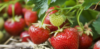 Health benefits of strawberries (iStock/PA)