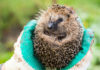 Injured hedgehog