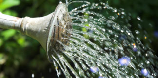 How to conserve water in the garden guide