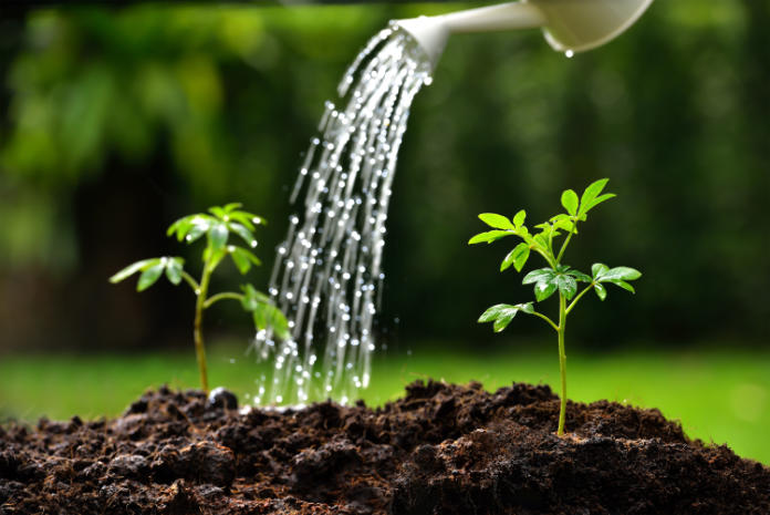 A watering can is more economical than a hose (Thinkstock/PA)