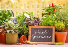 Plan a herb garden now (Thinkstock/PA)