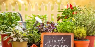 Plan a herb garden now (Thinkstock/PA)