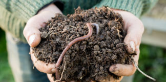 How to encourage worms in the garden guide