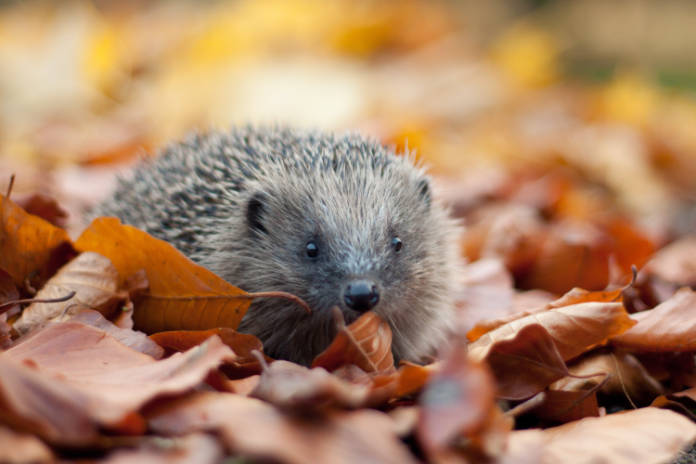 Worms are an important food source for hedgehogs. (Tom Marshall/PA)