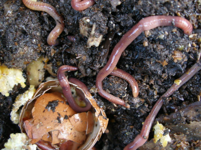 How to encourage worms in the garden - worm facts