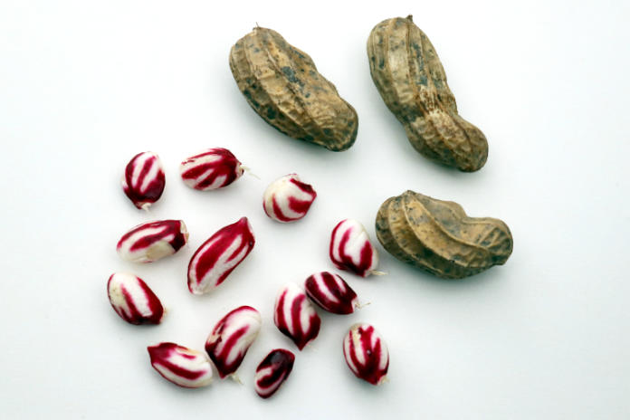 The variety Justbehappy produces striped nuts (Lubera/PA)