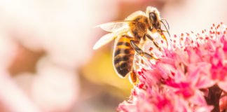 How to help bees – honey bee on a pink flower
