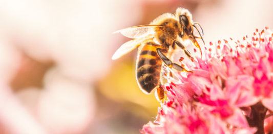 How to help bees – honey bee on a pink flower