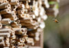 How to make a bee hotel DIY guide