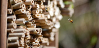 How to make a bee hotel DIY guide