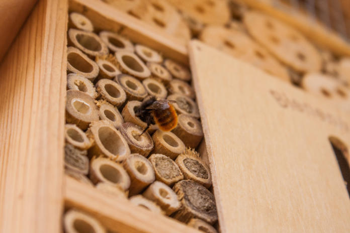 How to make a bee hotel - Bees can be fussy about their hotels (iStock/PA)