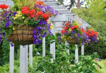 How to make a hanging basket - expert guide