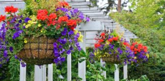 How to make a hanging basket - expert guide