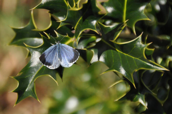 How to plant a butterfly garden guide - Holly blue butterfly (Tim Melling/Butterfly Conservation/PA